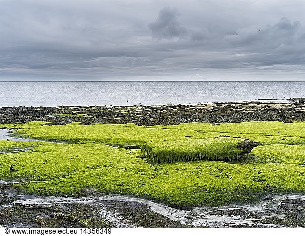 Coastal landscape on Papa Westray  a small island in the Orkney archipelago. europe  central europe  northern europe  united kingdom  great britain  scotland  northern isles orkney islands  June
