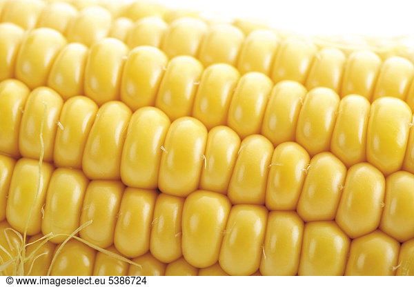 Cob of corn  close-up shot