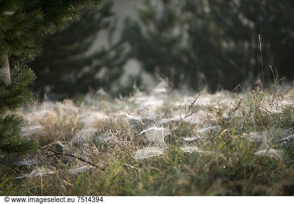 Cobwebs of dwarf spiders (Linyphiidae) on a meadow in the morning dew  near Wustermark  Brandenburg  Germany  Europe