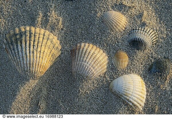 Cockles (Cardiidae) in sandy beach  Wadden Sea National Park  North Sea  North Friesland  Schleswig-Holstein  Germany  Europe