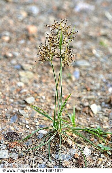 Coco-grass  nut grass or purple nutsedge (Cyperus rotundus) is an aromatic perennial herb native to central and southern Europe  Africa and southern Asia. Its rhizomes are medicinals. This photo was taken in Baix Llobregat  Barcelona province  Catalonia  Spain.
