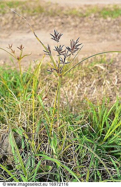 Coco-grass  nut grass or purple nutsedge (Cyperus rotundus) is an aromatic perennial herb native to central and southern Europe  Africa and southern Asia. Its rhizomes are medicinals. This photo was taken in Baix Llobregat  Barcelona province  Catalonia  Spain.