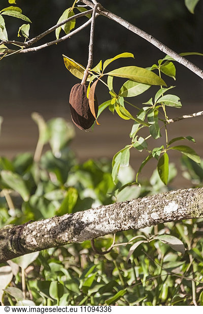 Cocoa fruits hanging in the tree  Orinoco Delta  Venezuela