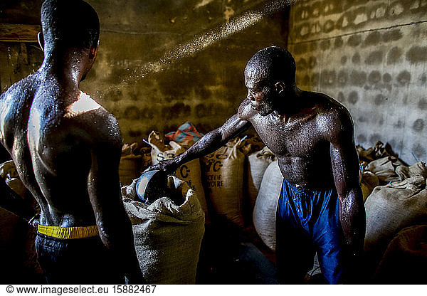Cocoa workers weighing a bag in Agboville  Ivory Coast.