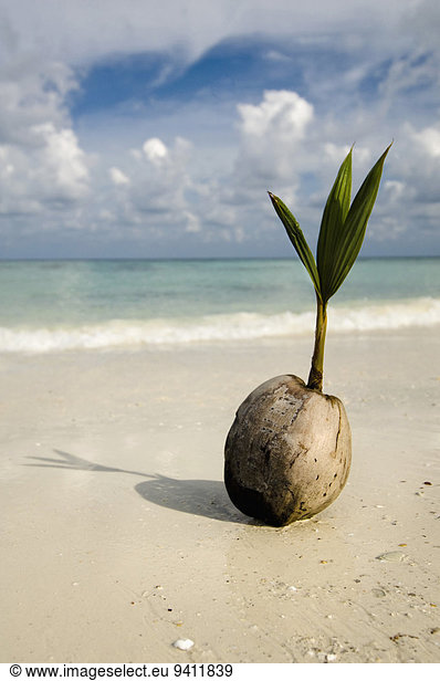 coconut at beach  Koh Lipe  Thailand