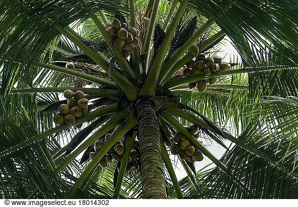 Coconut palm (Cocos nucifera)  coconut palm  Coconut  Coconuts  Palm family  Coconut Palm looking up trunk to canopy with fruit  Trivandrum  Kerala  India  Asia