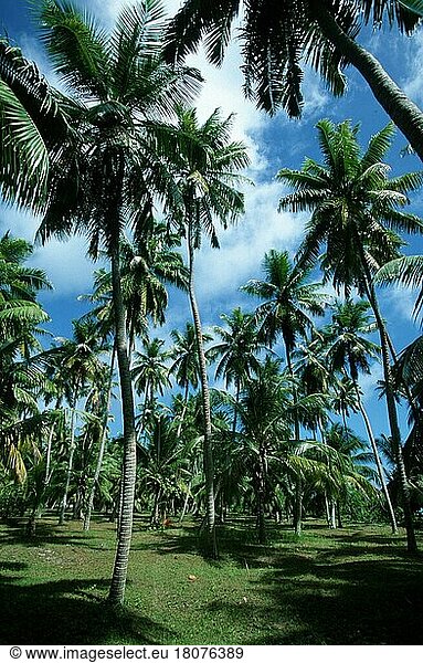 Coconut Palm plantation  Seychelles  coconut palms (Coconut palms nucifera)  coconut plantation  palm family (Arecaceae)  vertical  vertical format  Seychelles  Africa