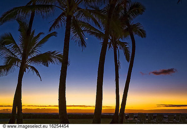 Coconut palm tree silhouette at dawn. Crescent moon between the trees  and warm orange light on the horizon  Coconut Coast; Kapaa  Kauai  Hawaii  United States of America