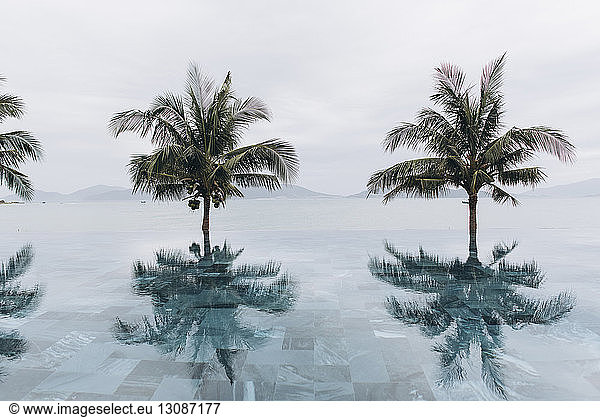 Coconut palm trees reflecting in infinity pool against clear sky