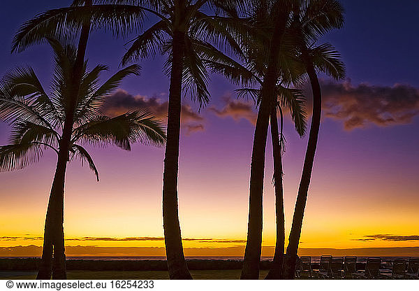 Coconut palm trees silhouetted against pastel coloured sky at sunrise  Coconut Coast; Kapaa  Kauai  Hawaii  United States of America
