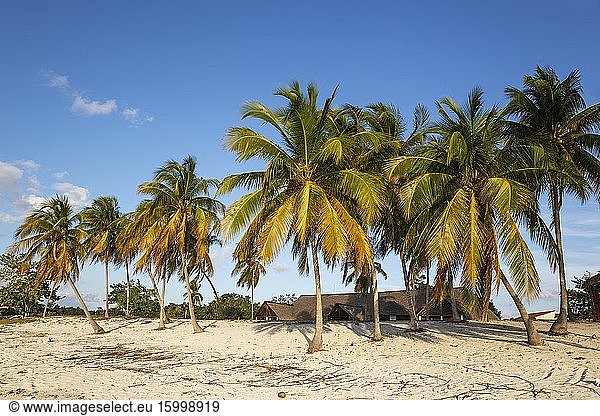 Coconut trees (Cocos nucifera) at the beach of the diving resort of Mar?a la Gorda. Guanahacabibes Peninsula  Guanahacabibes National Park  Cuba.