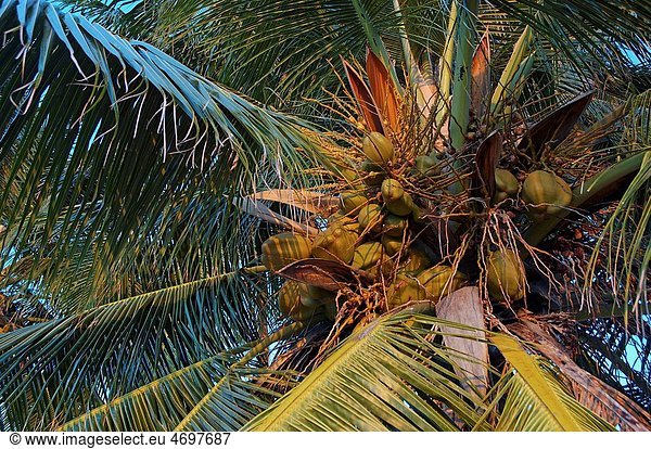 Coconuts growing on a palm tree  Maldives