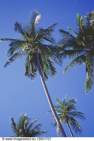 Cocos nucifera  Coconut