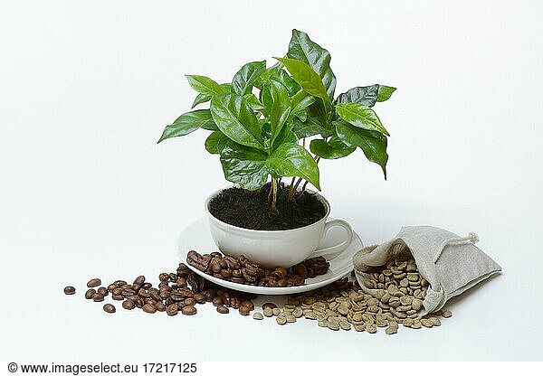 Coffee plant in cup and roasted and green coffee beans  Germany  Europe