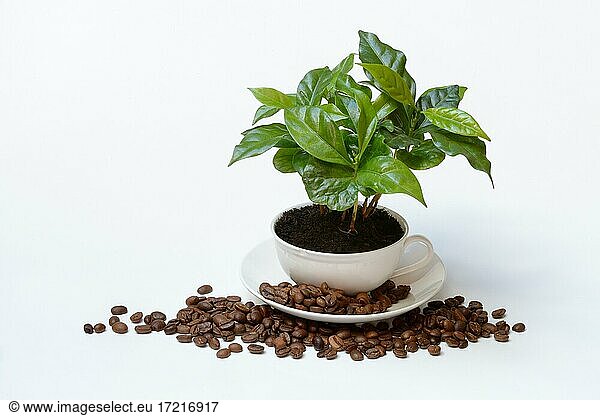 Coffee plant in cup and roasted coffee beans  Germany  Europe