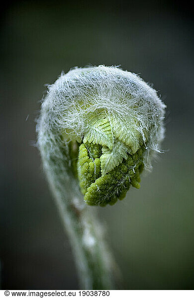 Coiled fern  Maine.