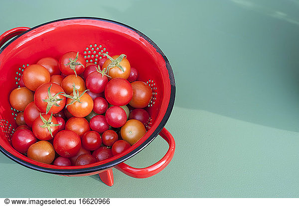Colander with fresh homegrown tomatoes