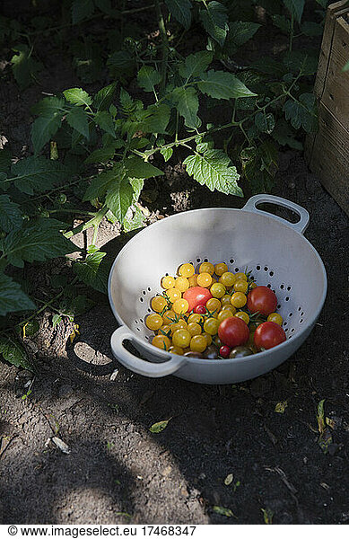 Colander with homegrown tomatoes lying in vegetable garden