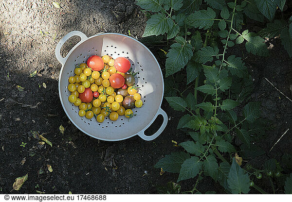 Colander with homegrown tomatoes lying in vegetable garden