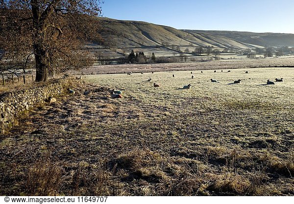 Cold and icy morning of a rural landscape with blue sky  trees and lambs. Buckden  Skipton  North Yorkshire  England  UK.