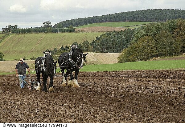 Cold-blooded horses  cold-blooded  domestic  ungulates  farm animals  odd-toed ungulates  mammals  animals  domestic horses  Horse  Heavy Horse  two adults  working  ploughing field with ploughman  Scottish Borders  Scotland  United Kingdom  Europe