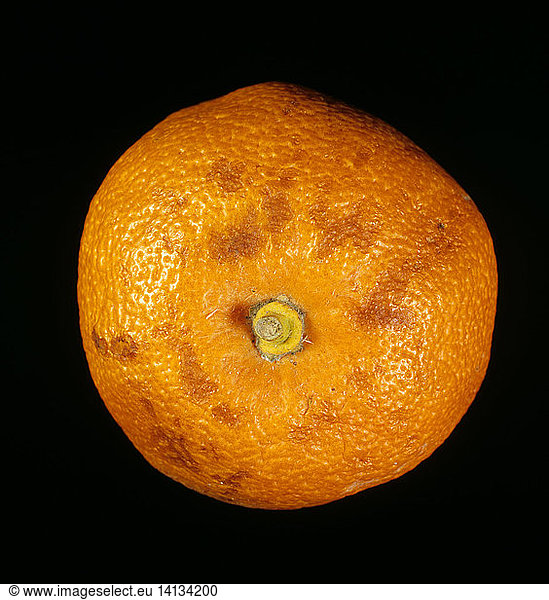 Cold-damaged orange