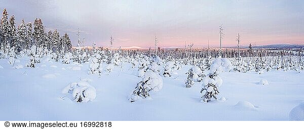 Cold snow covered icy winter landscape at sunset inside the Arctic Circle in Lapland in Finland
