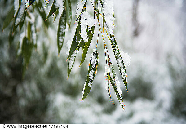 Cold snow winter details on bamboo foliage