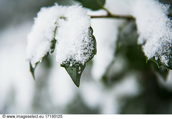 Cold snow winter details on holly bush foliage
