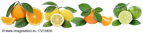 Collage oranges lemon tangerine fruits in a row clipped isolated against a white background