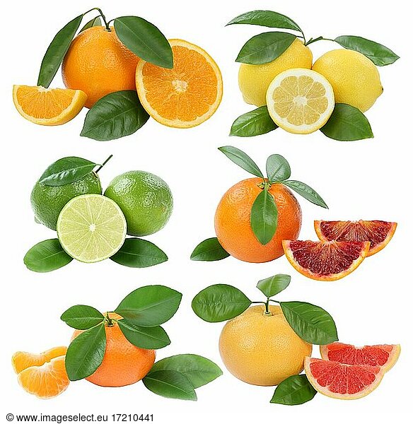 Collage oranges lemon tangerine grapefruit fruits cropped isolated against a white background