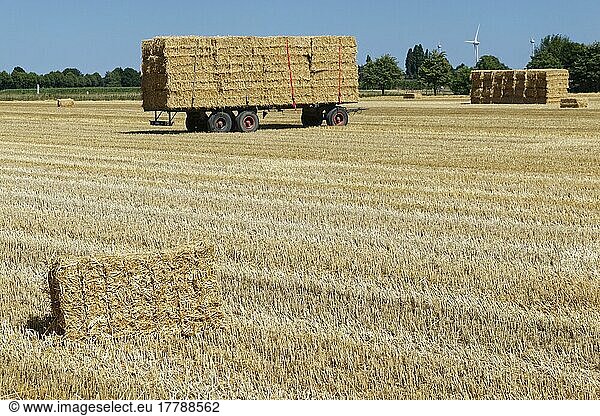 Collecting straw bales  Kempen  NRW  Germany  Europe