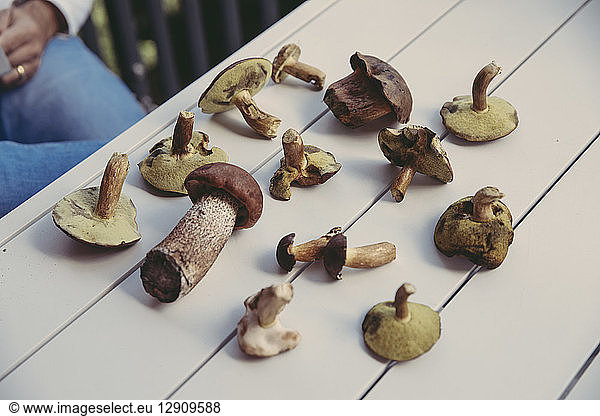 Collection of edible wild mushrooms on table