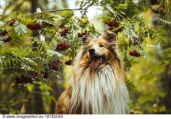 Collie dog standing in front of rowanberry tree in forest