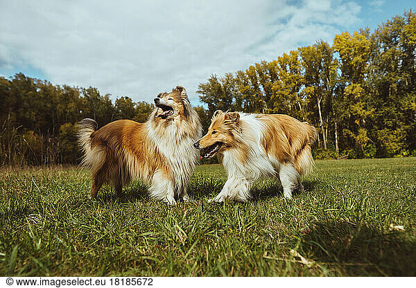Collie dogs playing together at park on sunny day