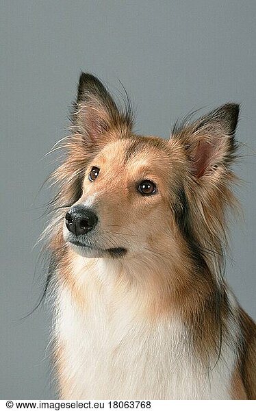 Collie  Schottischer Schäferhund (Schäferhund) (Säugetiere) (mammals) (animals) (Haushund) (domestic dog) (Haustier) (Heimtier) (pet) (innen) (Studio) (Kopf) (head) (Porträt) (portrait) (aufmerksam) (alert) (adult)