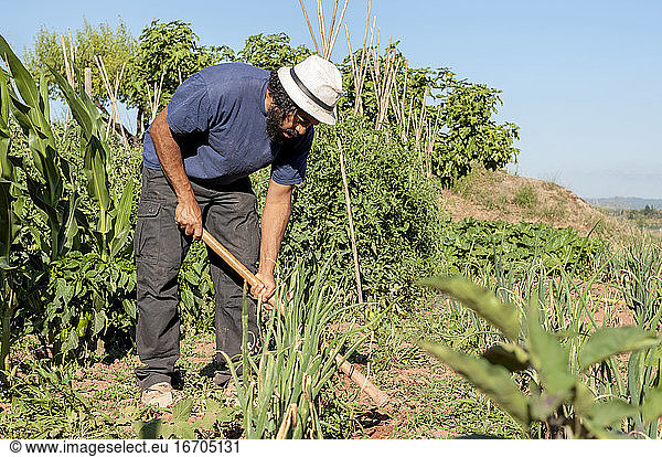 Colombian man working in the field