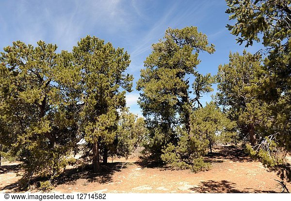 Colorado pinyon or pinyon pine (Pinus edulis) is a coniferous tree native to central-western USA. This photo was taken in Grand Canyon National Park  Arizona  USA.