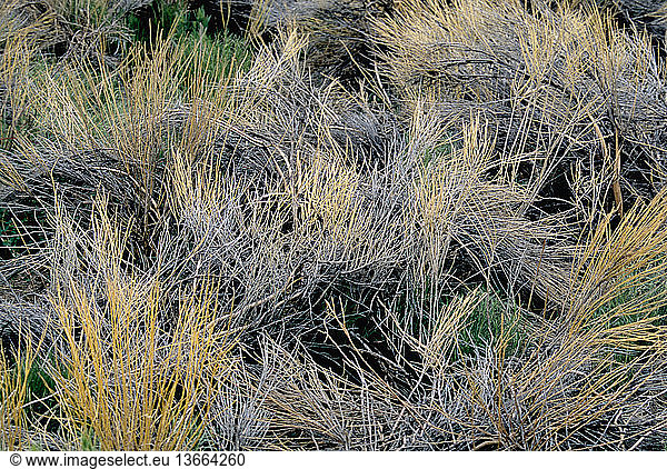 Colorado- Prairie grasses turn orange after fall frosts cause the plants to stop producing food and go dormant for the winter.