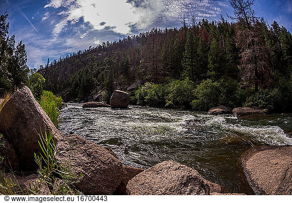 Colorado River  umgeben von Pinien und Felsbrocken