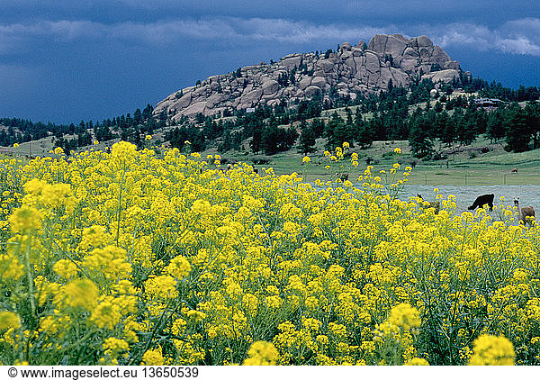 Colorado - Sulphur-yellow mustard blooms in spring near grazing llamas on the way to Florissant Fossil Beds.