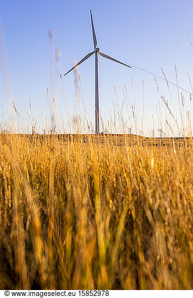 Colorado Wind Farm located on wheat field