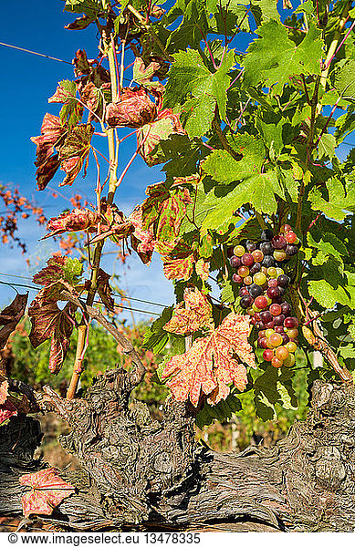 Colored grapes lit by the sun against a blue sky. Colored grapes lit by the sun