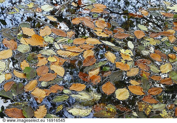 Colorful autumn leaves on water surface  North Rhine-Westphalia  Germany  Europe