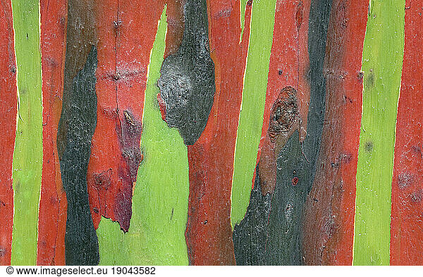 Colorful bark of eucalyptus tree  Manila  Philippines