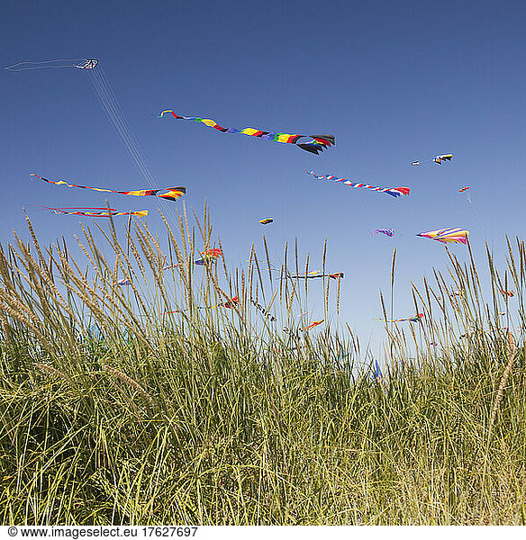 Colorful kites flying in a breeze.