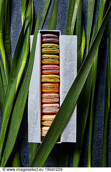 Colorful macarons in a box with greenery background viewed from above
