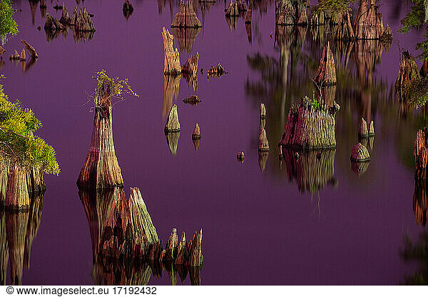 Colorful Night Landscapes of Florida Swamp Trees