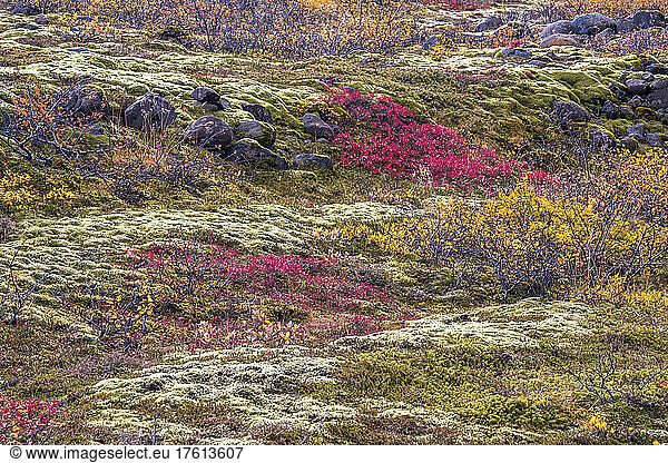 Colorful wildflowers and mossy ground cover over a rocky field; Iceland