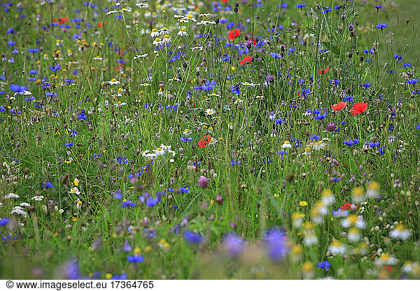 Colorful wildflowers blooming in springtime meadow
